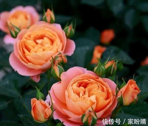 「有花赏」小阳台就养微月“四剑客”,只需养一盆,天天有花赏