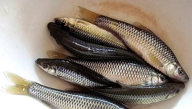  #记仇#它是河中“最记仇”的鱼，曾经不被渔民待见，如今想钓也