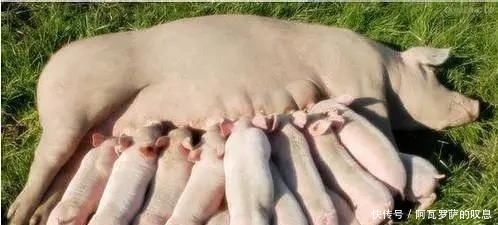  养猪|保健养猪母子一体化方案的挑战指标，等你来战！