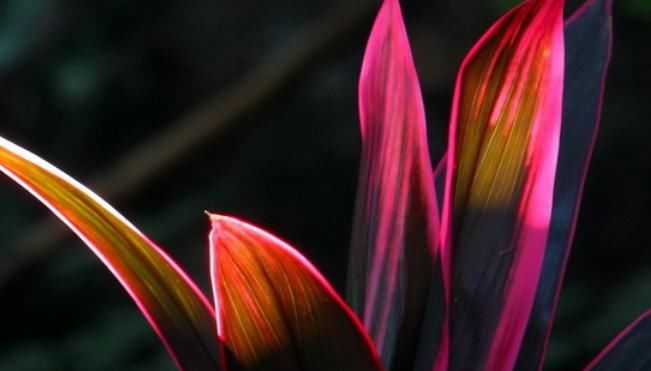  「植物」新手最适合养“4种花”，开花美又好养护，让你家阳台四季绚烂