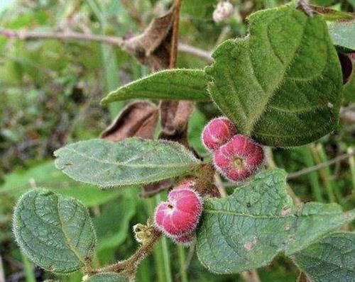  「果子」在阴湿的山沟里，有1种野果像“南瓜”，果子比山莓鲜艳，珍贵！