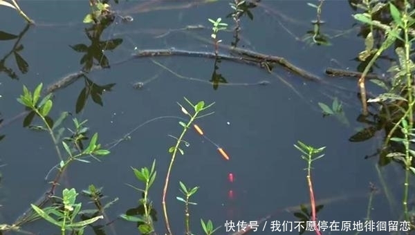 就可以|七星漂钓组的搭配和调漂要点,越是简单的钓组,越是有讲究!