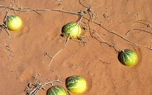 为什么说沙漠的西瓜不能摘?看完可要注意了!