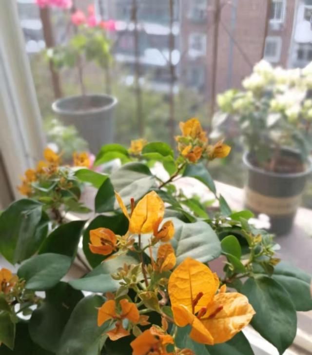  三角梅@三角梅只长叶子不开花，掌握4点，开花一簇一簇，爆满枝