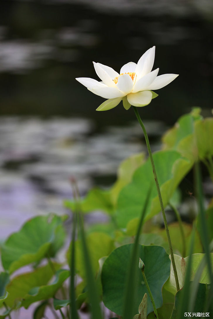 佳能EF 70-200mm F4L II USM&ldquo;爱死小小白兔&rdquo;的后续拍