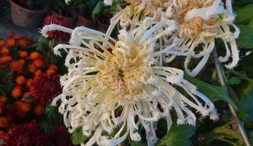 『美极了』这款菊花,在菊花排名里数一数二,花团锦簇,婀娜多姿,美极了