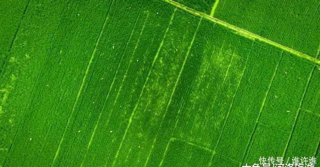 洛阳黄河滩万亩水稻熟了，新米收割古装佳丽美爆朋友圈