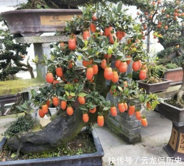 「值钱」可以摆阳台的“镇宅树”，1盆价值“1万”，养8年像盆景，值钱！