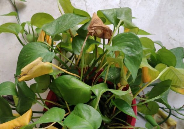  解植物■“养花杀手”养出来的花是什么样子？哈哈哈，笑死我了！