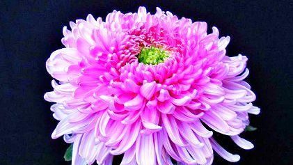 红梅■喜欢菊花,就养盆“珍稀名菊”红梅细浪,似美人娇妆,绚丽娇娆