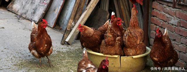 现在土鸡为什么不受城里人的欢迎了，老农的一番话，让人汗颜！