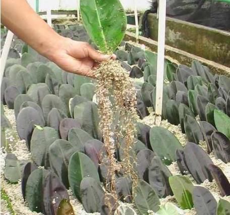  「一大」再也不用花钱买花了，6种只需要叶子就能繁殖一大盆的植物！