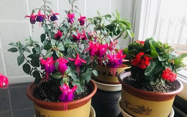  『家里』此款盆栽植物，花似红灯笼，漂亮又喜庆，家里养一盆，赏花一整年