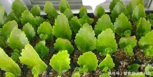 「发芽」新手养花选它,掉落的叶子都能生根发芽,1盆一年能变10盆!