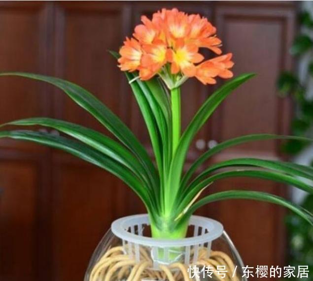「水里」“4种花”插水里就活,开花惊艳,好养活,不会养花就养它!