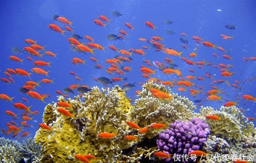 起源：海洋越来越酸，生物越变越白 上