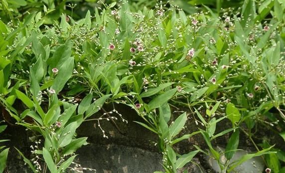「花型」你小时候可能割过的鸡屎藤,碾碎后有臭味能喂猪,但花型格外美丽