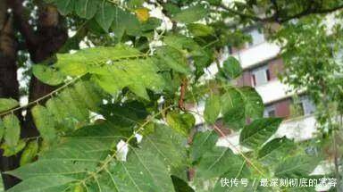 农村有一种野树，树皮树叶皆能抗癌，却被砍来烧！