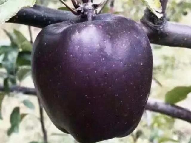 院子里不要种菜了！此果树-15度冻不死，比蜂蜜都甜，好吃好养！