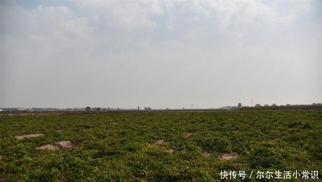  「玉米」国庆假期里的河南乡村，柿子挂满枝头，街道被玉米占领