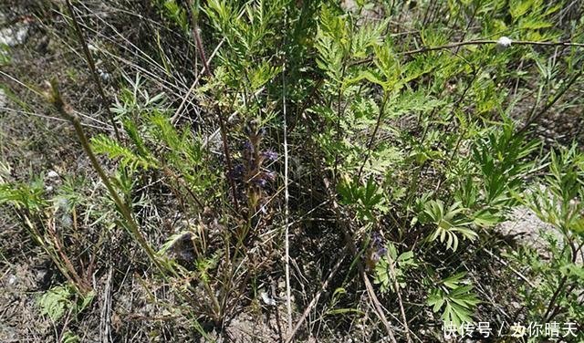  人工种植@它无根又无叶，只能寄生在蒿草上，价值十分珍贵，见到