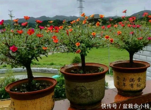 棒棒糖|太阳花别在追求爆盆了,养成棒棒糖和塔型,个性强又壮观