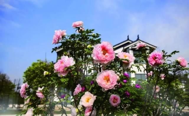  #没来#牡丹花开已成海，您咋还没来？