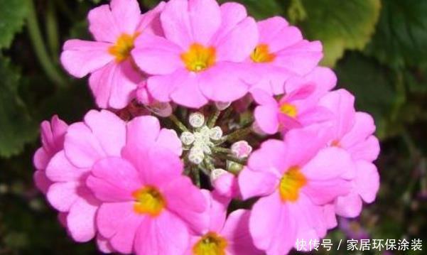  [随便]5种花随便养一盆，日子越来越红火，事业高升还旺财，有钱人都养