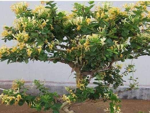  不想■不想买花就养这，随手扦插1个枝，10天发芽，能长成老桩，花芳香