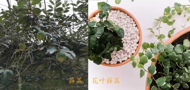  「叶子边缘处」花叶薜荔养花盆里两三年就会挂掉，却还有很多人喜欢它