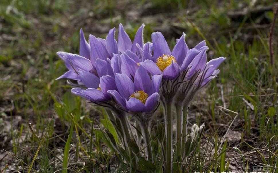  「现如今」农村常见的野草，过去随处可见，现如今几十元一斤难买到