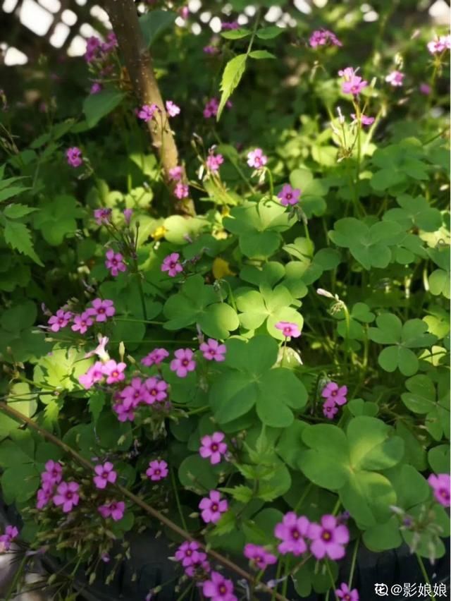 『生活』有一方小院,和你一起养花种草,这样就挺好