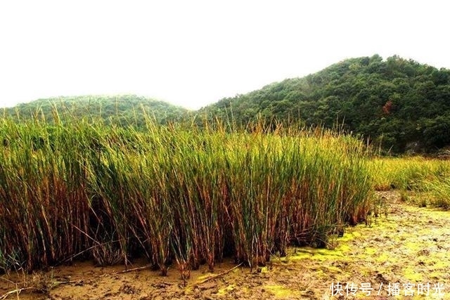  [我国]40年前引入我国种植，曾被农民津津乐道，如今却将它列入