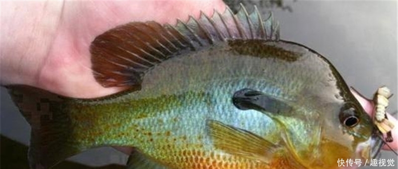  [发现]黄河流域发现“怪鱼”，原来是“外来户”，专家却说是大