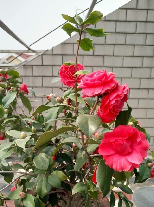  夏季|茶花盆地放这些肥料,这样养护,夏季茶花不烂根不焦叶!
