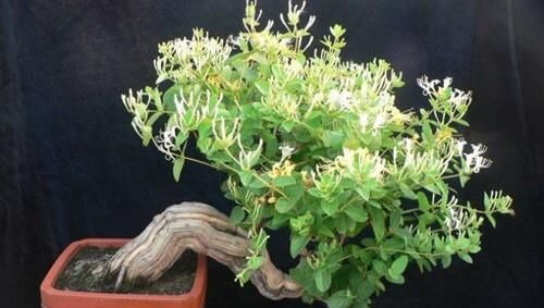  不想■不想买花就养这，随手扦插1个枝，10天发芽，能长成老桩，花芳香