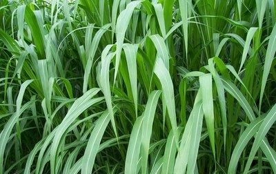  [多少钱]在农村种植10亩皇竹草，比种粮食更赚钱吗？一年能挣多