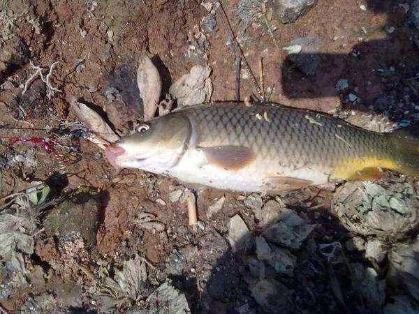  『钓饵』浅谈飞铅钓鱼法的特点及注意事项