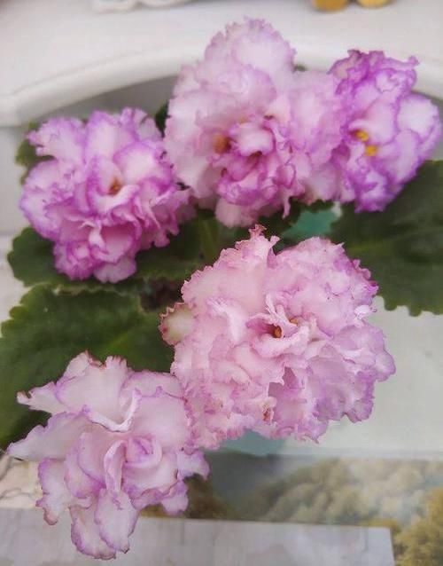  [随便]阳台小不耽误养花，6种“网红花”，随便选两盆，花期开爆阳台