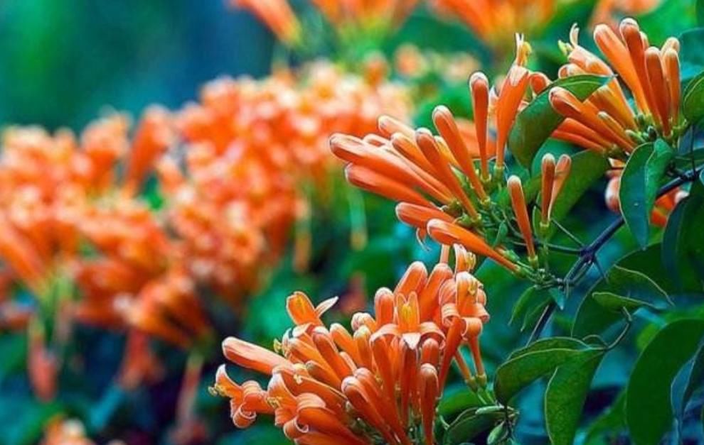  『开花数量』“这种花”花朵金灿灿，花期“大半年”，打造家中花园“必备”