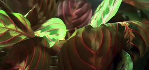 『停止』植物在夜晚就停止生长?为啥蟹爪兰、长寿花要适当黑暗才好开花