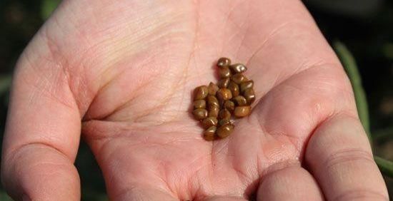  『植物』在乡下有一种植物，种子剥下来像是绿豆，叫决明子，你认识吗？