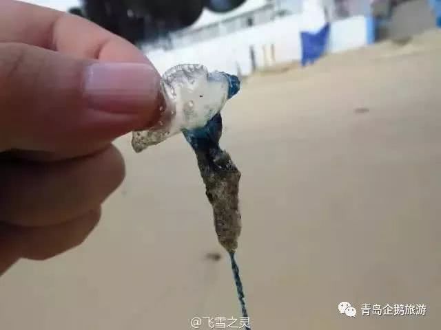 辟谣！青岛海边僧帽水母致人死是假的