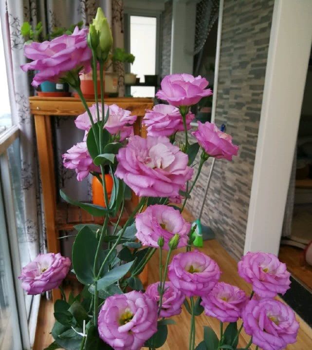  「玫瑰」最好看的盆栽草花，花朵漂亮似玫瑰，花期长养护也简单