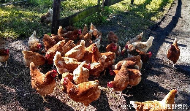  [小伙]农村小伙巧用“农业经”，8个月赚36万，看他做了啥