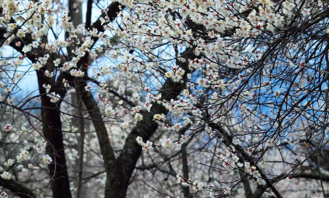 再过20天，中国将花开成海，错过再等一年