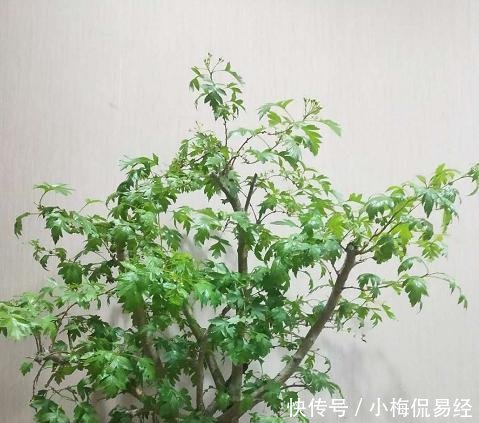 盆景艺术令人着迷,园艺中的珍品盆景的造型令人惊叹不已