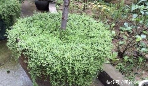  【殊不知】小溪边的“杂草”，殊不知是“多肉”，挖2棵养，2个月变成20棵