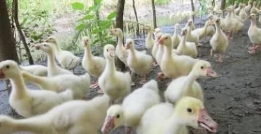  利润：养殖1000只鹅成本投入需要多少钱？有利润吗