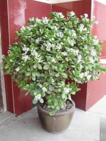  人都喜欢■养花高手，能把普通的植物“养开花”，比如虎皮兰、富贵竹、玉树